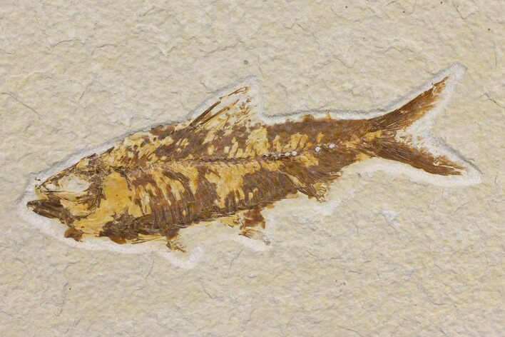 Fossil Fish (Knightia) - Wyoming #150677